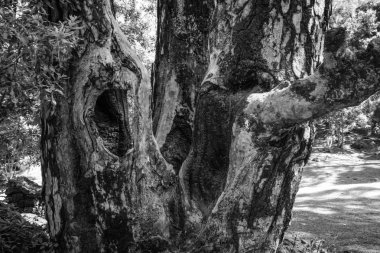 Eski Çam ağaç cenneti bir orman ateşi kurtuldu