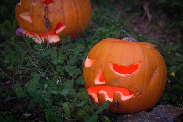 Illuminated Jack-O-Lantern family visiting the Black Forest — Stock Photo, Image