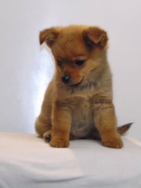 beyaz arkaplan üzerinde köpek