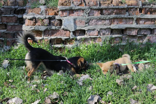 Parkta yürümek köpek