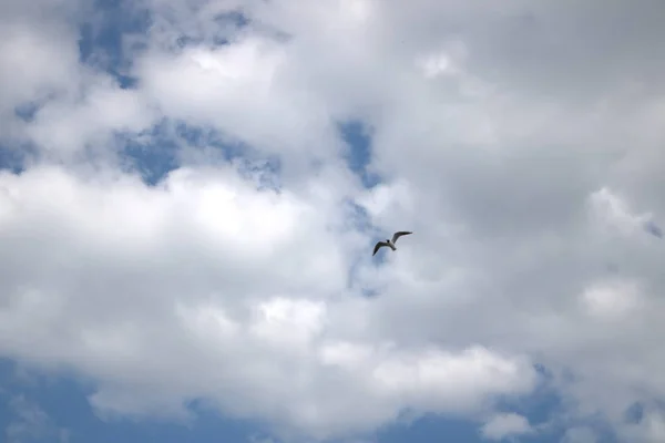 Облако Фоне Голубого Неба — стоковое фото