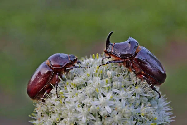 Insecte Rhinocéros Dans Nature Sauvage — Photo