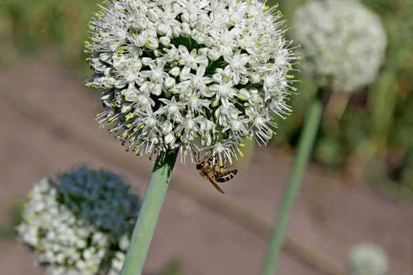 Pszczoła Zbiera Nektar Kwiatem — Zdjęcie stockowe