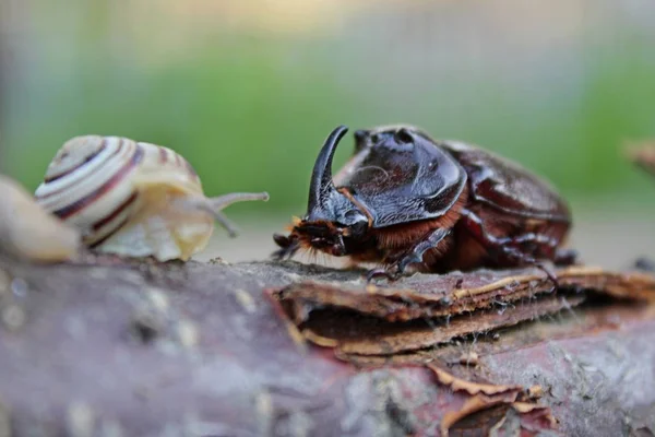 Rinoceronte Insecto Naturaleza Salvaje — Foto de Stock