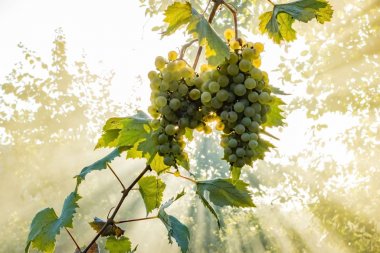Işın güneşinde üzüm Dalı