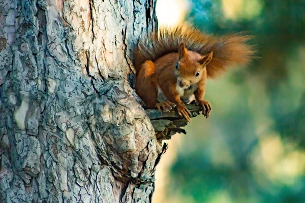 Rotschopf Eichhörnchen Auf Baum Park — Stockfoto