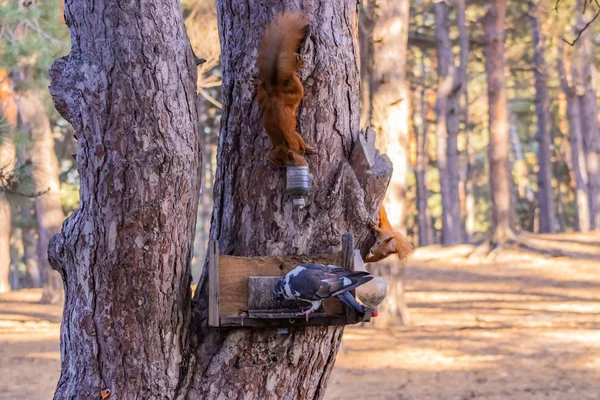 Redhead Squirrel Tree Park — ストック写真