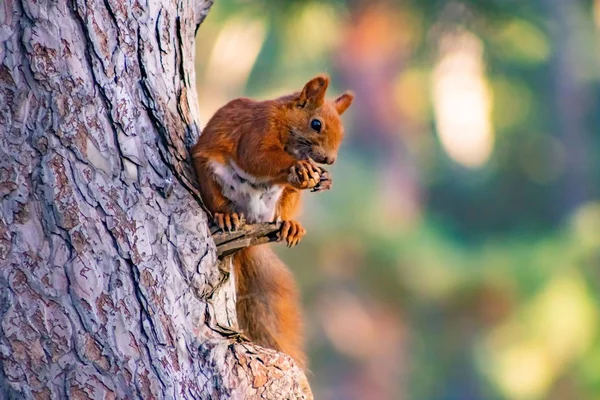 Esquilo Ruivo Árvore Parque — Fotografia de Stock