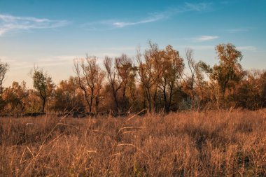 Bozkırda akşamdan sonbahara