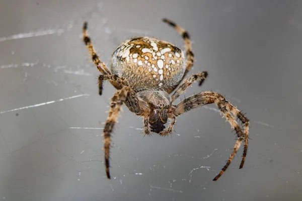 Spindel Nätet Väntar Offret — Stockfoto