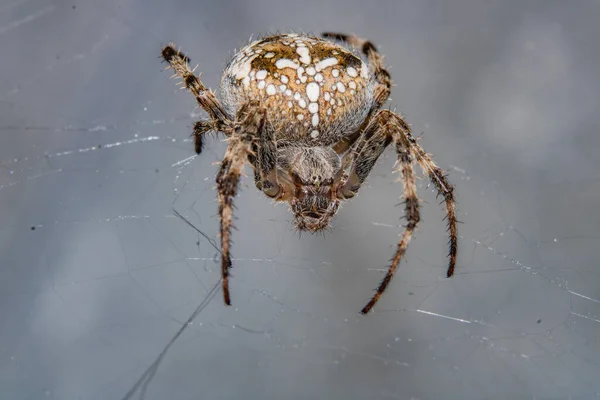 Spin Web Wacht Slachtoffer — Stockfoto