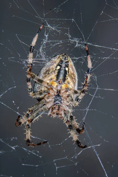 Pavouk Pavučině Čeká Oběť — Stock fotografie