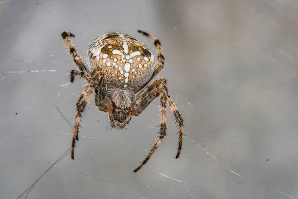 Ragno Web Attende Vittima — Foto Stock