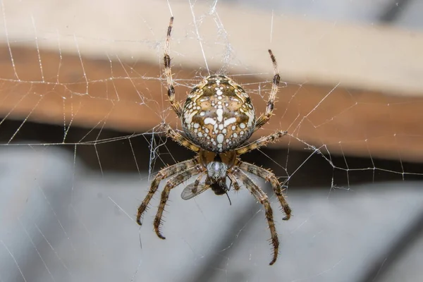 Spin Web Wacht Slachtoffer — Stockfoto