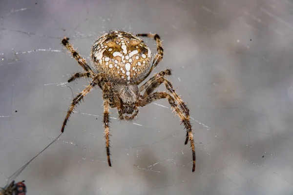 Spinne Netz Wartet Auf Opfer — Stockfoto