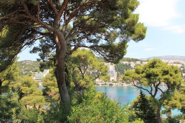 Yeşil bir arka plan üzerinde ağaç dallarında Hırvatistan turkuaz deniz budaklı