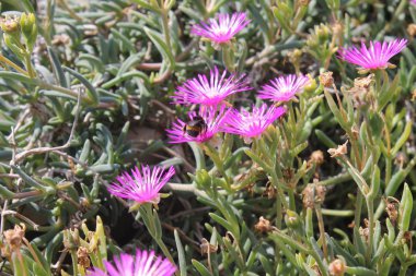 Pembe yaz çiçek ve yaban arısı