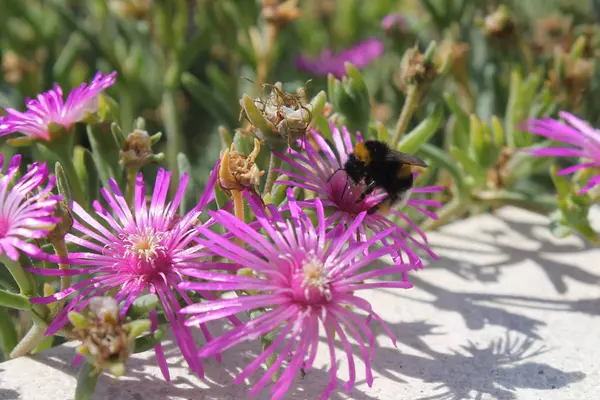 Λουλούδια Ροζ Καλοκαίρι Και Μέλισσα — Φωτογραφία Αρχείου