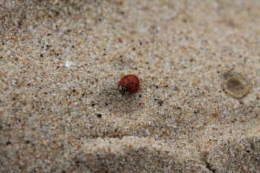 Kumda uğur böceği
