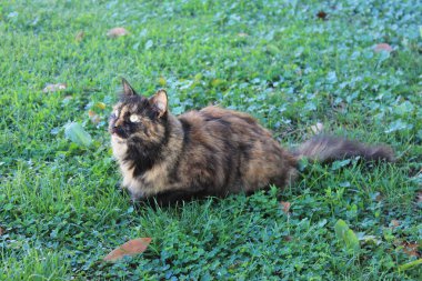 Yeşil çimlerin üzerindeki kedi