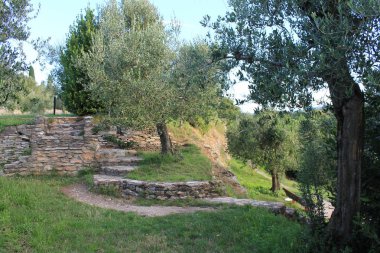 Zeytin bahçesinde hassas: Sirmione İtalya