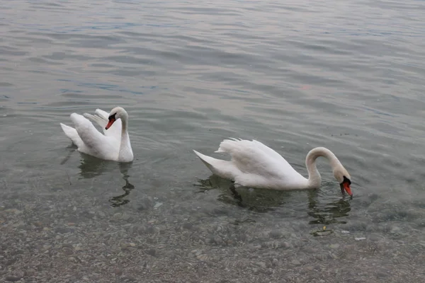 意大利加尔达湖上的白天鹅 — 图库照片