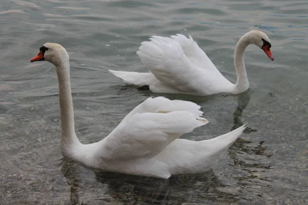 意大利加尔达湖上的白天鹅 — 图库照片