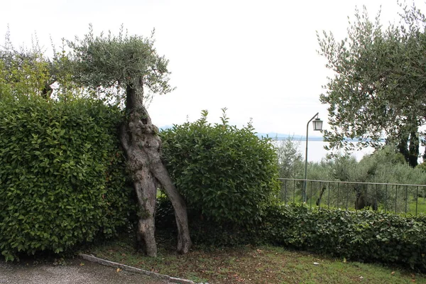 Jemné Olivové Háje Sirmione Itálie — Stock fotografie