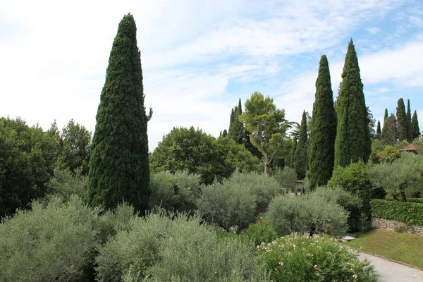 Jemné Olivové Háje Sirmione Itálie — Stock fotografie