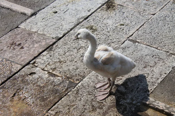 Little Bird Swan Stone Embankment — Stock Photo, Image