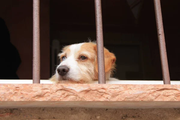 Sad dog in the window