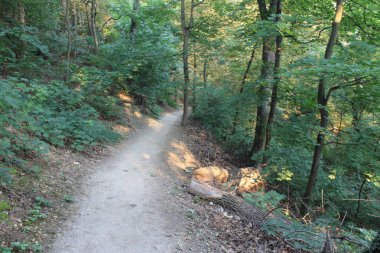 PETN Tepesi üzerindeki yolun eğrileri, Prag, Çek Cumhuriyeti
