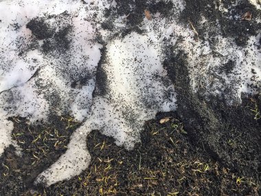 Arabanın kar yağışı üzerine yerleşmiş, havayı kirleten