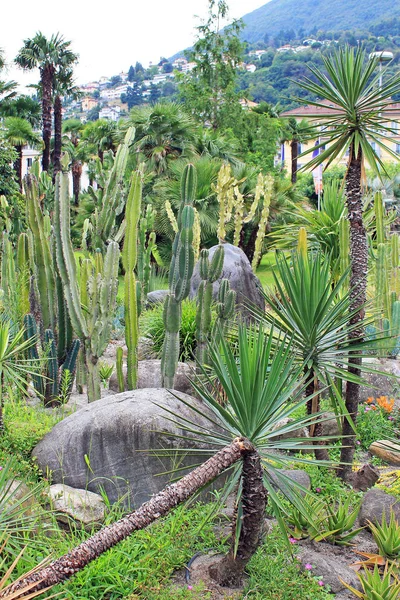 Kaktusz Succulents Park Locarno Svájcban — Stock Fotó
