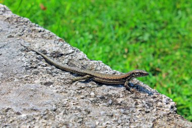 Yumuşak yeşil iğneler makro ile köknar dalları