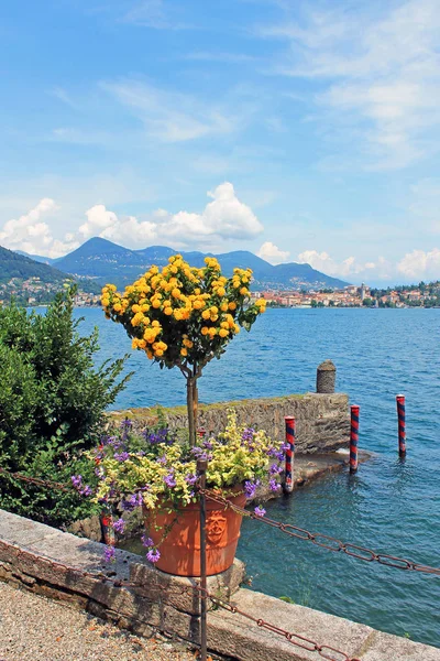 Baum Mit Leuchtend Gelben Blüten Vor Dem Hintergrund Des Lago — Stockfoto