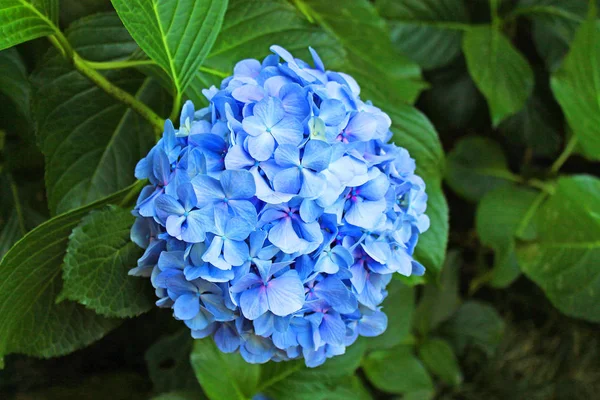 Flor Azul Brilhante Fundo Folhagem Verde — Fotografia de Stock