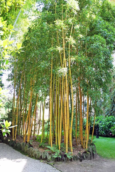 Bosque Bambú Isla Isola Madre Italia — Foto de Stock