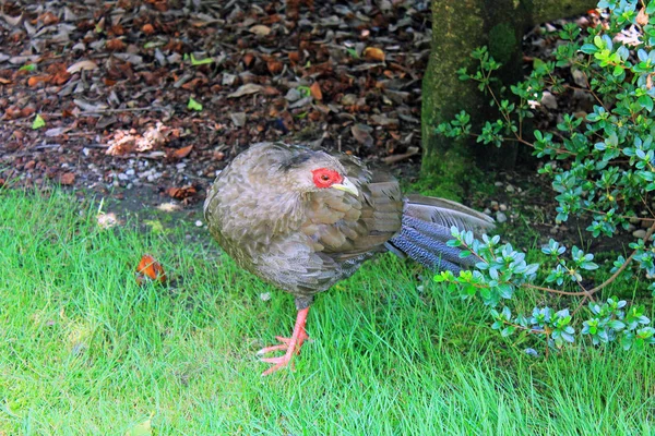 Bright Poultry Background Green Grass Park Island Isola Madre Italy — Stock Photo, Image