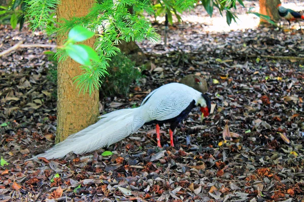 Aves Capoeira Brilhantes Fundo Grama Verde Parque Ilha Isola Madre — Fotografia de Stock