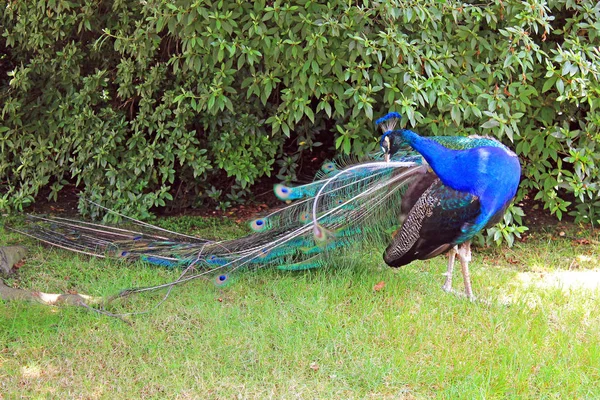 Blue Peacock Background Green Grass Park Island Isola Madre Italy — Stock Photo, Image