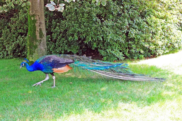 Blue Peacock Background Green Grass Park Island Isola Madre Italy — Stock Photo, Image