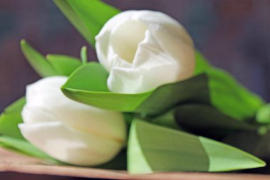 Kağıtta beyaz laleler ve tarafsız arka planda bulanık