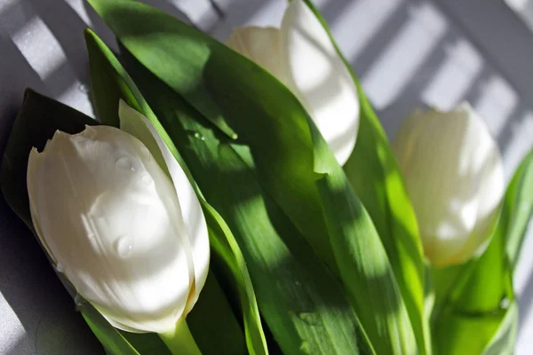 Три Білі Тюльпани Смугастим Відтінком Від Жалюзі — стокове фото
