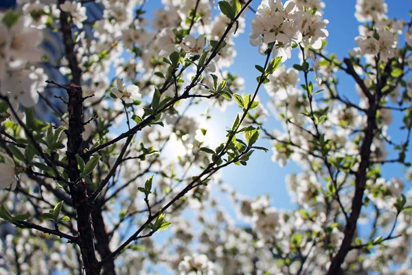 Melo Fiore Giorno Primavera Limpido — Foto Stock