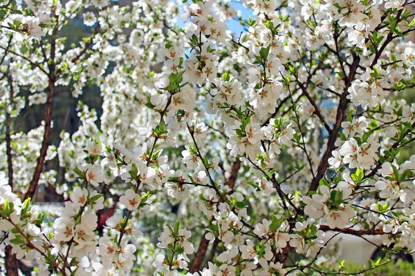 Kwitnące Jabłoni Jasny Dzień Wiosny — Zdjęcie stockowe