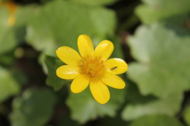 Narin sarı bahar çiçekleri yeşil çimenler üzerinde yakın çekim