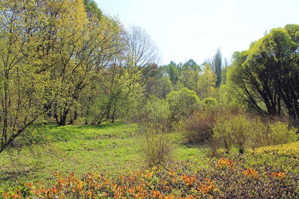 Parque Día Claro Primavera Árboles Con Tierno Follaje Verde Joven — Foto de Stock