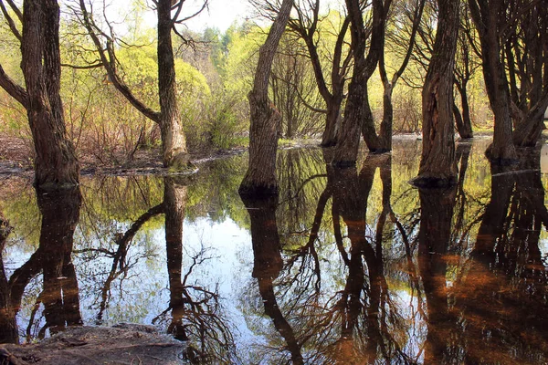 Açık Bir Bahar Gününde Park Ihale Genç Yeşil Yaprakları Ile — Stok fotoğraf