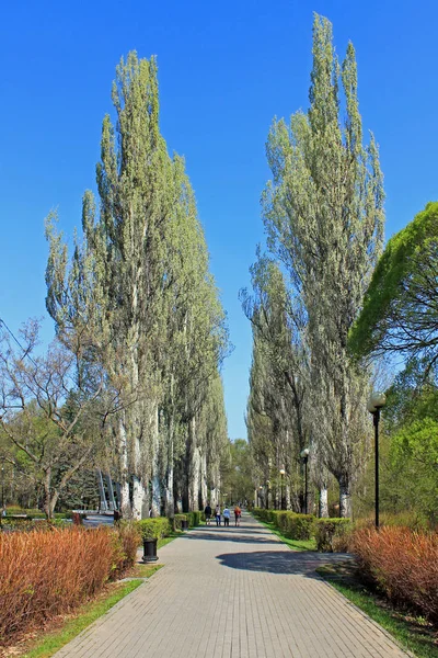 Park Een Heldere Lentedag Bomen Met Zacht Jong Groen Blad — Stockfoto